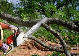 How Our Tree Care Process Works  in  Progress, PA